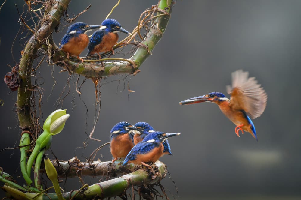 Kingfisher Family Feeding by Ajar Setiadi — canvas wall art