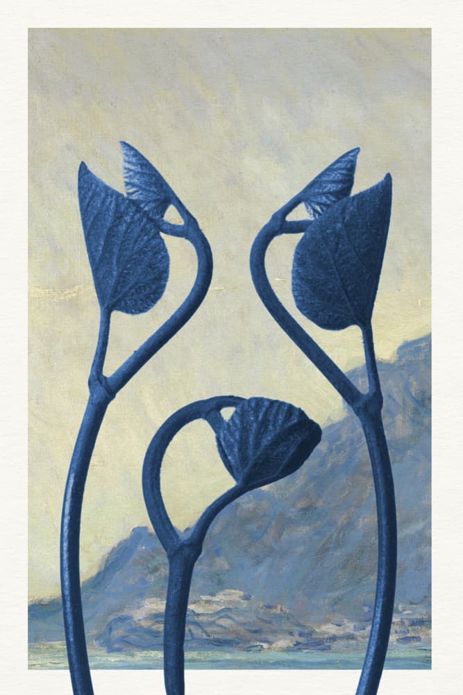 Blue Mountain Sprouts by Wild Violets — canvas wall art