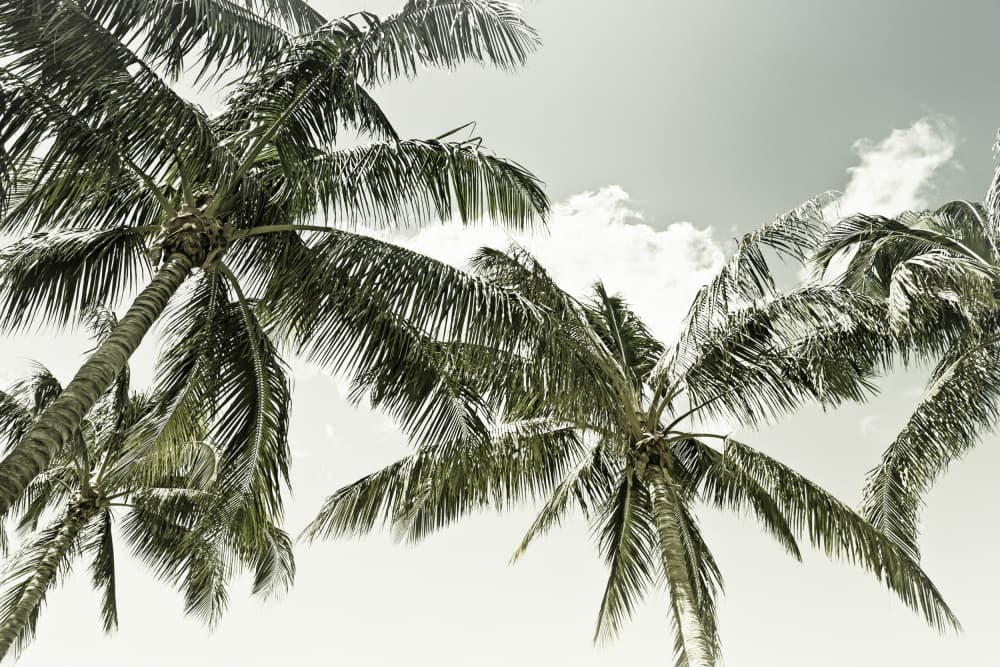 Tropical Palm Sky by Melanie Viola — canvas wall art