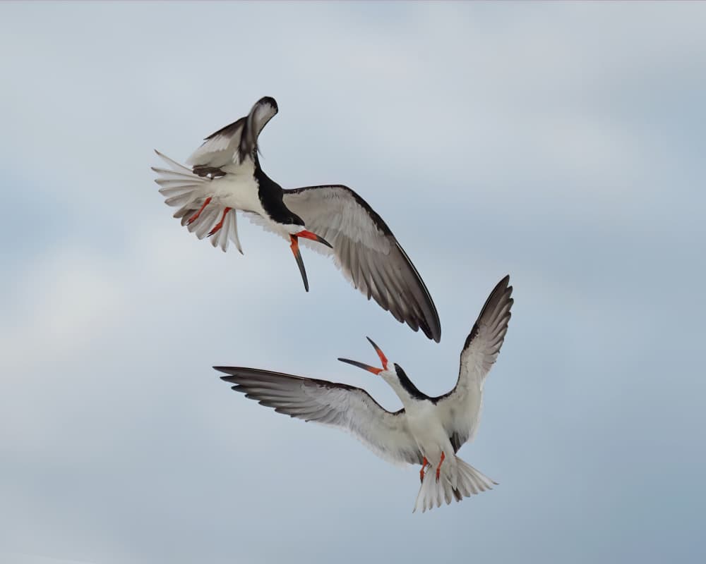 Skimmers Aerial Chase by Wei Xu — canvas wall art