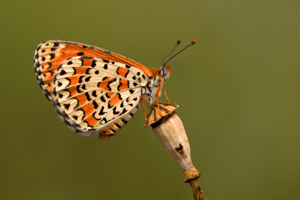 Orange Butterfly Perched by Mustafa öztürk — canvas wall art