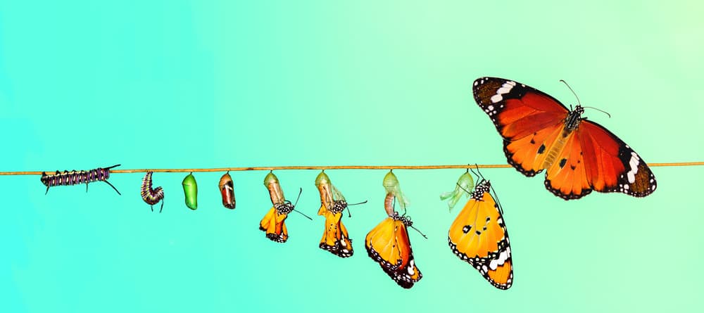 Butterfly Life Cycle by Mustafa öztürk — canvas wall art