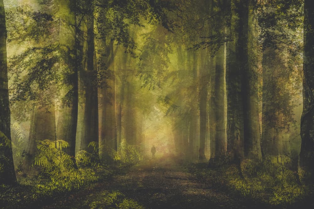 Misty Forest Path Light by Hilda van der Lee — canvas wall art
