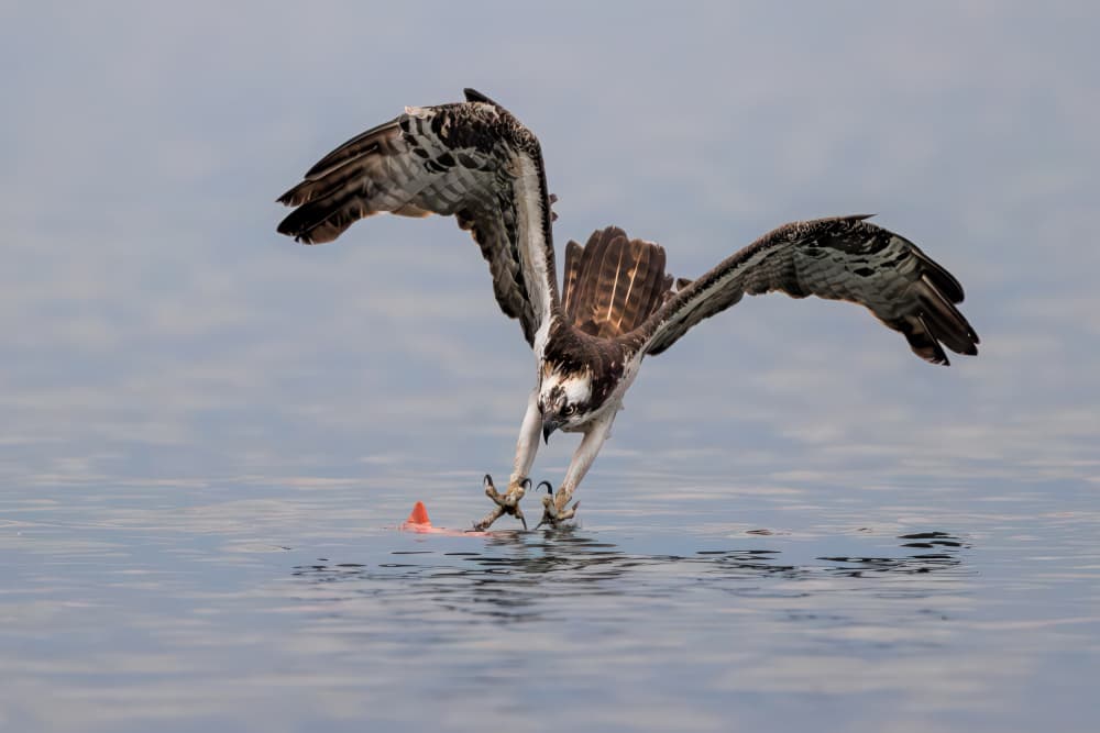 Osprey Catches Fish by Jun Zuo — canvas wall art
