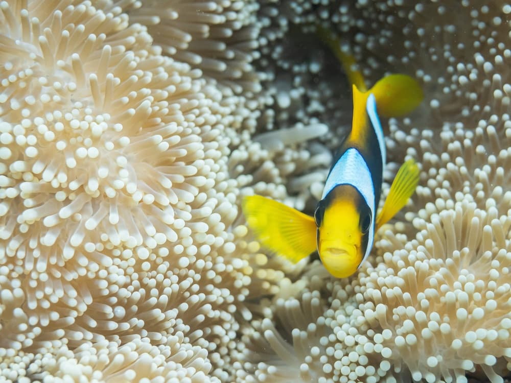 Vibrant Clownfish Anemone by Serge Melesan — canvas wall art