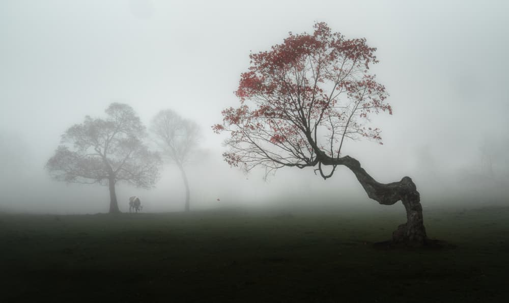Bent Tree In Fog by Aidong Ning — canvas wall art