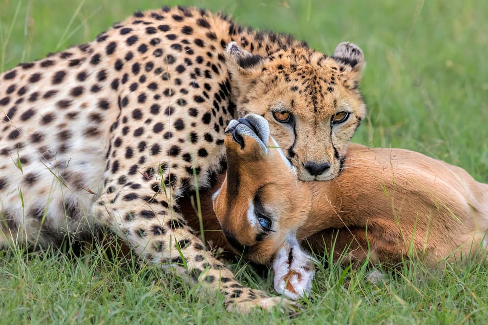 Cheetah and Impala by Jun Zuo — canvas wall art