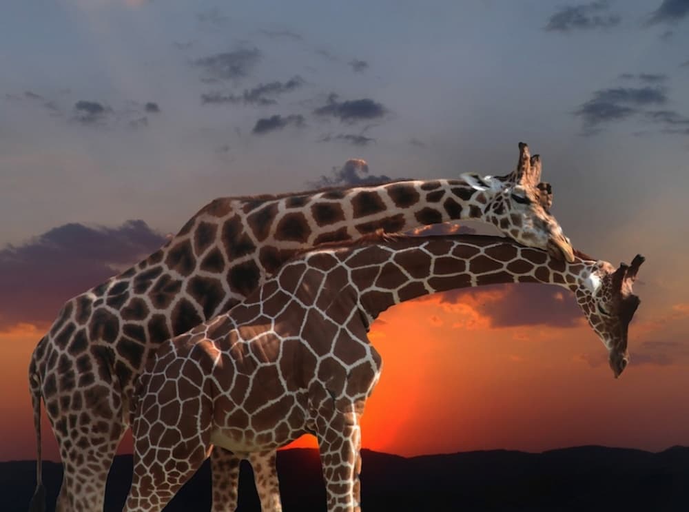 Romantic Giraffe Sunset by Anna Cseresnjes — canvas wall art