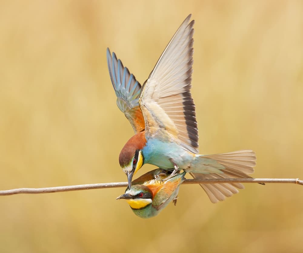 Vibrant Bee-eater Courtship by Shlomo Waldmann — canvas wall art
