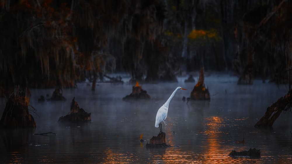 Egret in Golden Mist by Hanping Xiao — canvas wall art