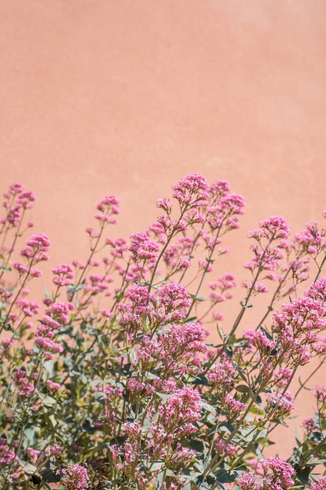 Blushing Pink Wall Flowers by Henrike Schenk — canvas wall art