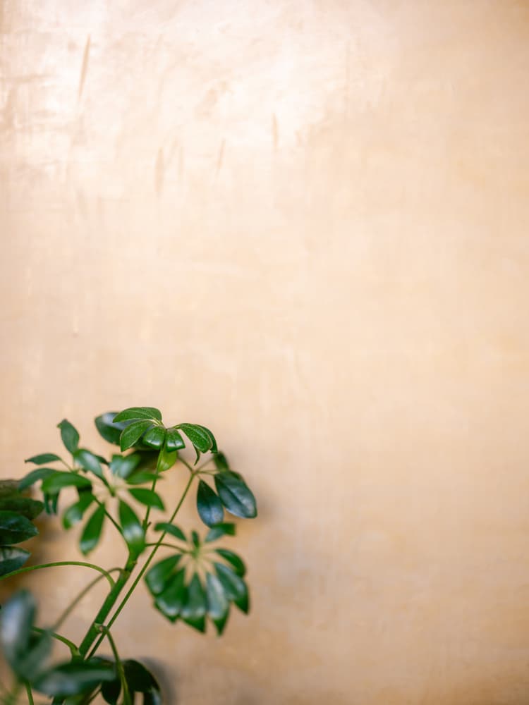 Botanical Oaxaca Scene | Mexico travel photography by Raisa Zwart — canvas wall art