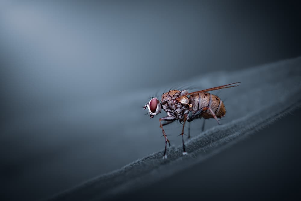 Red Eyed Fly by Atul Saluja — canvas wall art