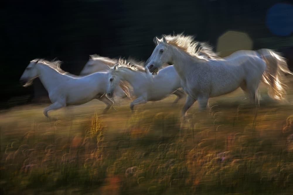 White Horses Golden Light by Milan Malovrh — canvas wall art
