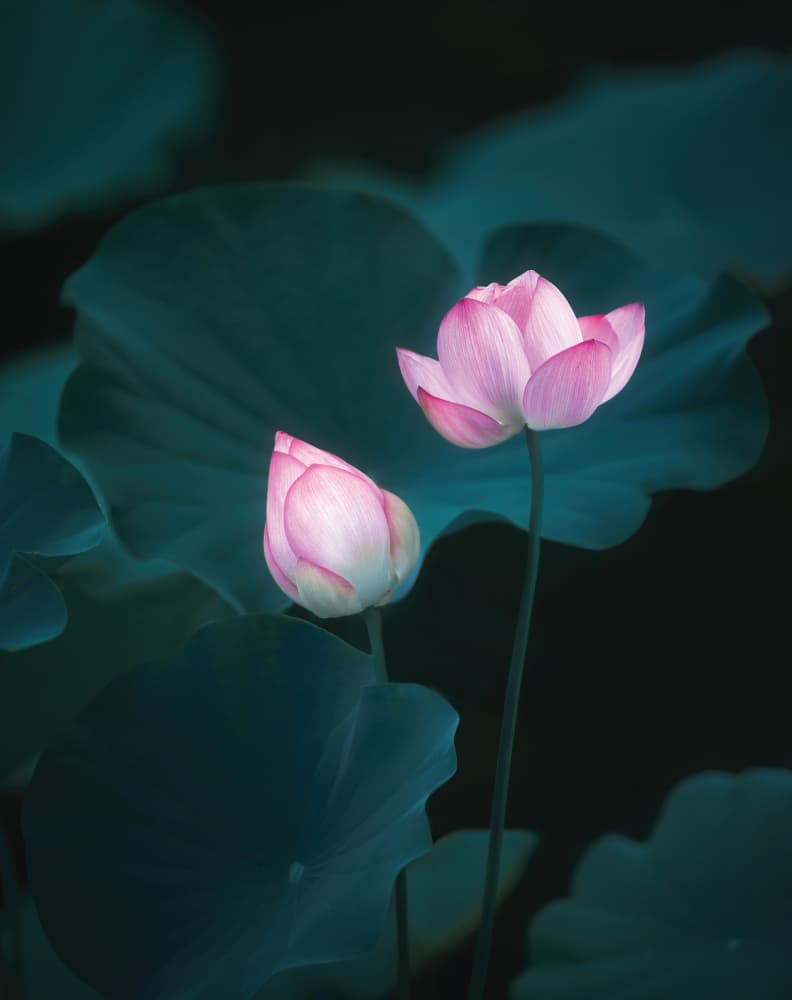 Pink Lotus Blooms by Catherine Wang — canvas wall art