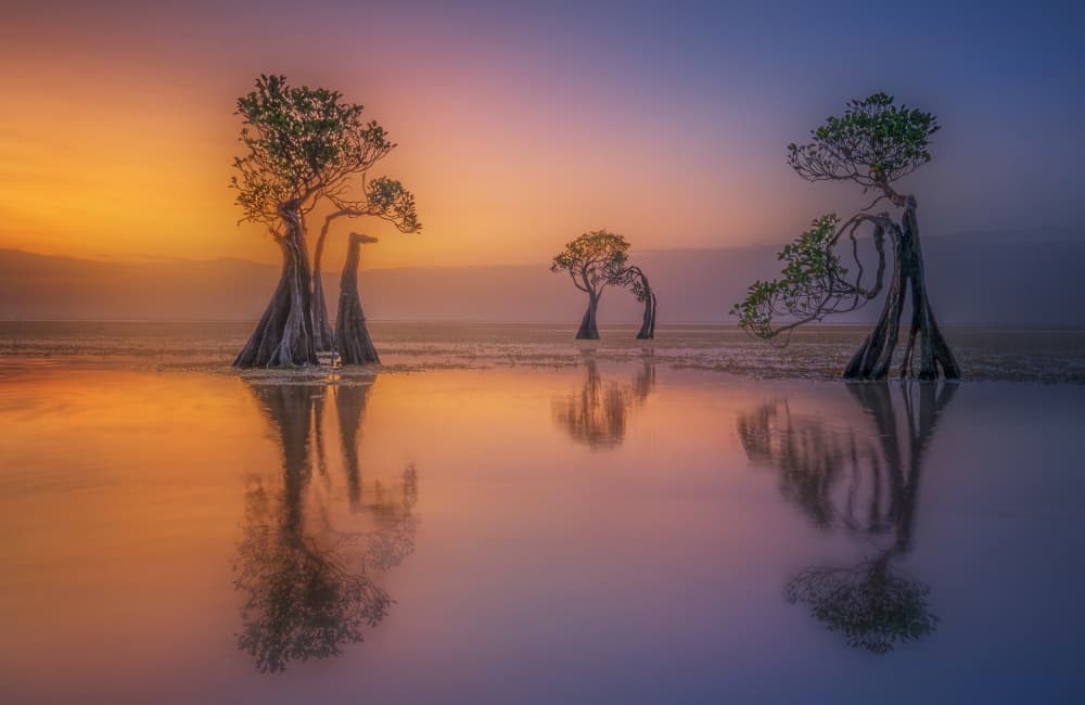 Mangrove Sunset Reflections by Yuan Su — canvas wall art