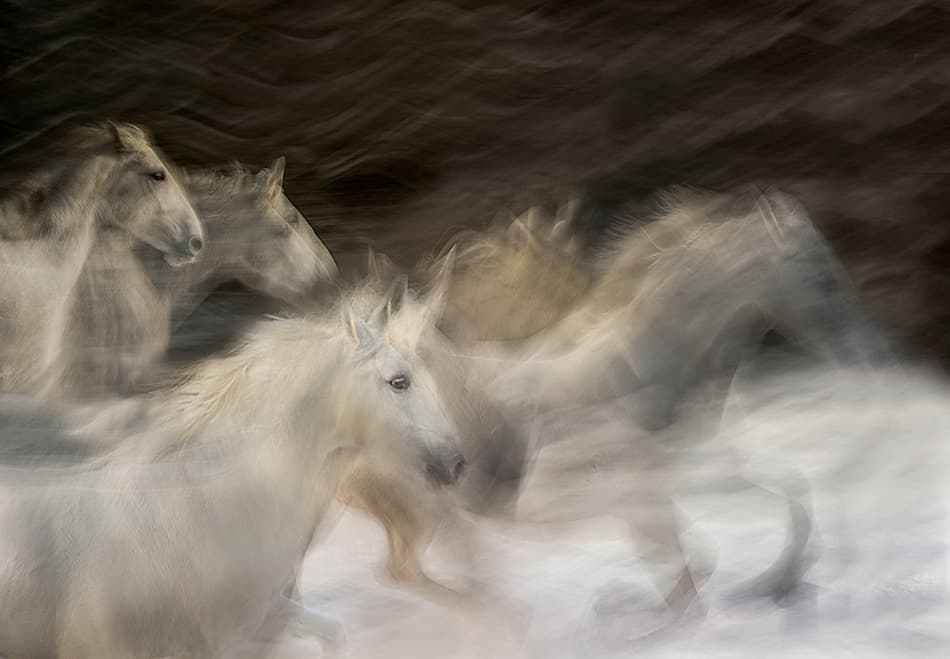 Dynamic White Horses by Milan Malovrh — canvas wall art