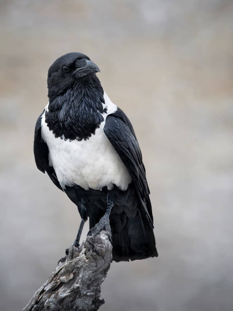 Elegant Crow Portrait by Mathilde Guillemot — canvas wall art