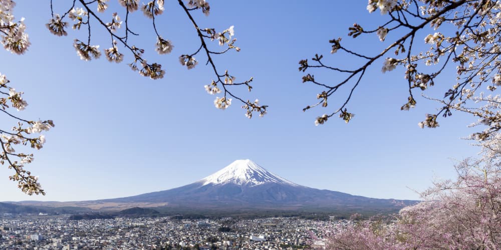Mount Fuji Cherry Blossoms by Melanie Viola — canvas wall art