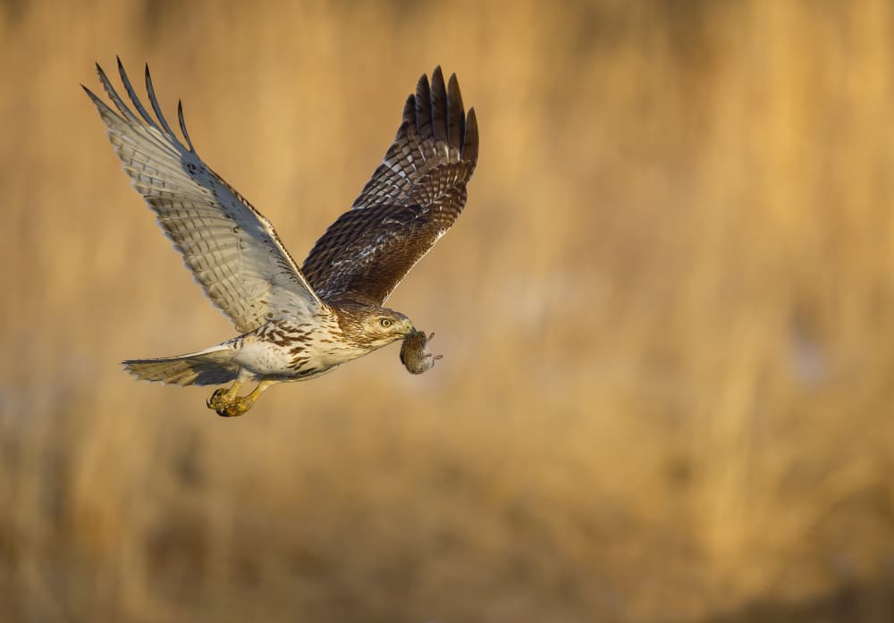 Golden Hour Hunter by Eugene Zhu — canvas wall art