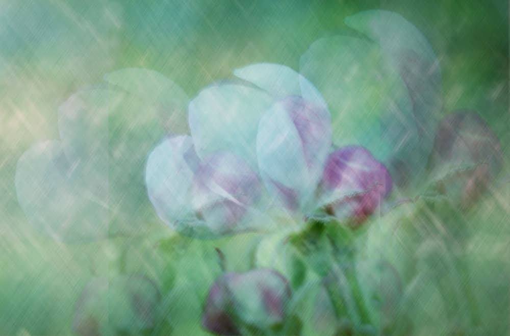 Soft Spring Blossoms by Isabelle DUPONT — canvas wall art