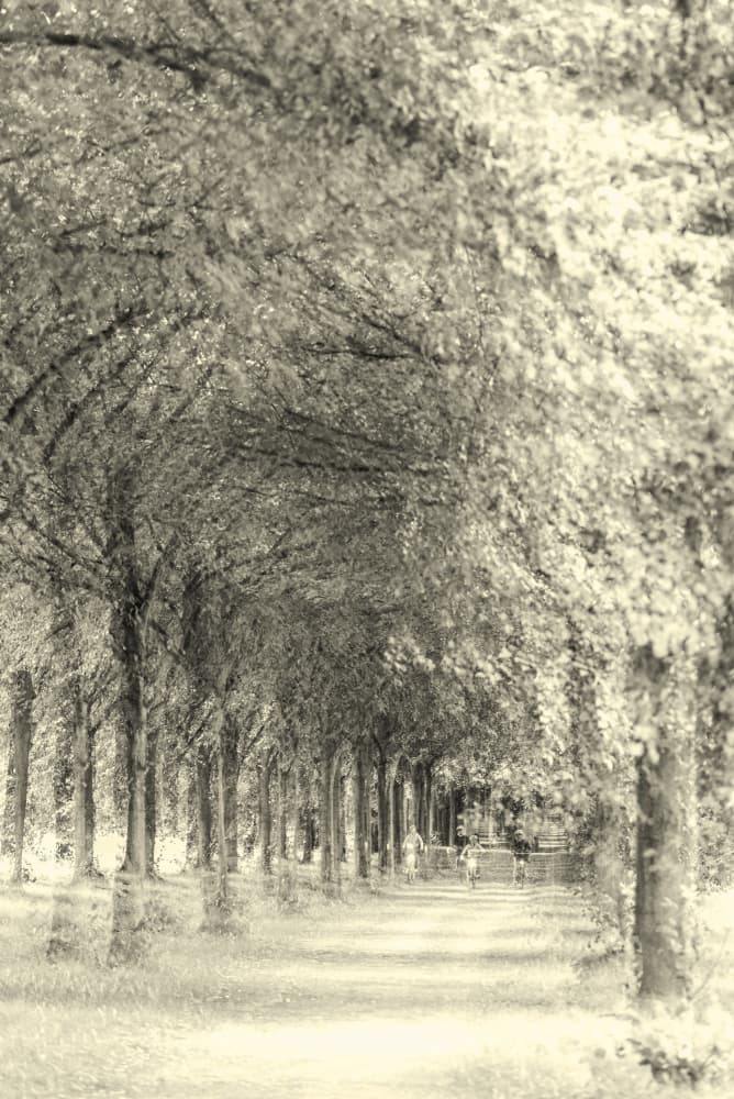 Dreamy Tree Lined Path by Heike Wolters-Wrase — canvas wall art