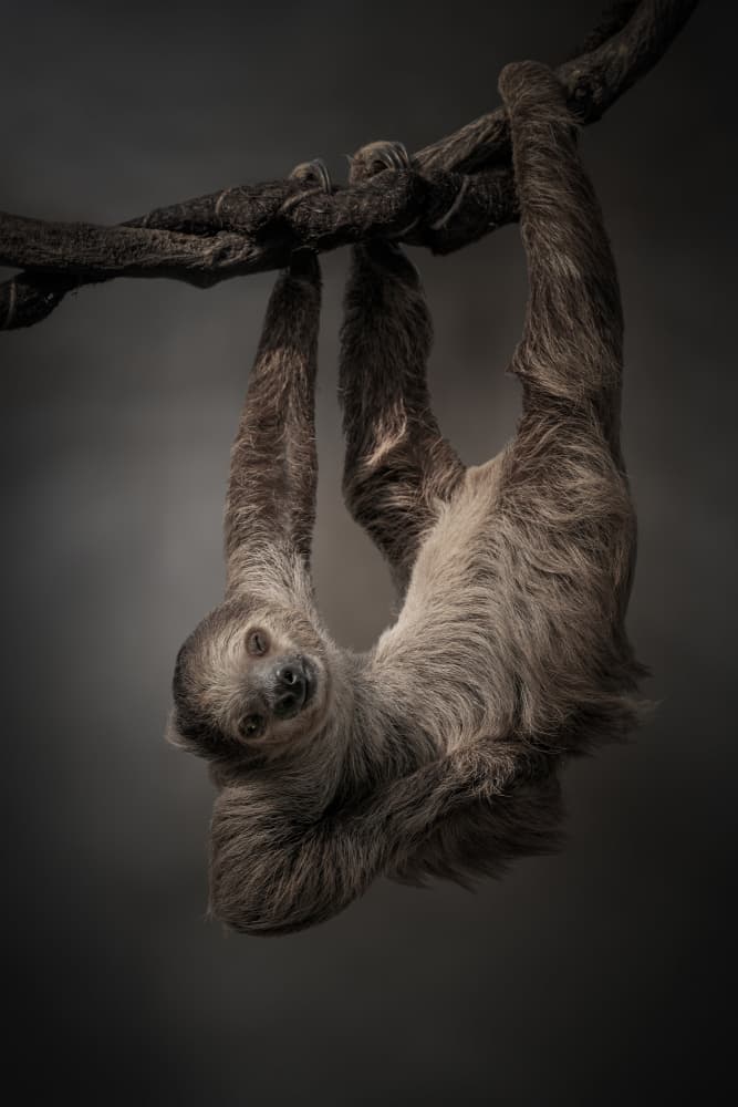 Hanging Sloth Gaze by Jealousy — canvas wall art