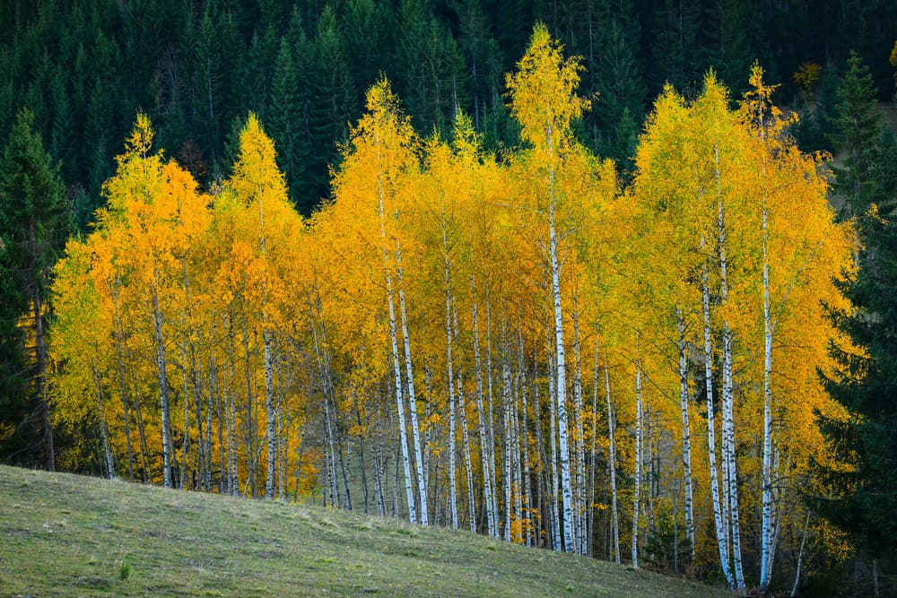 Vibrant Autumn Birches by Bess Hamiti — canvas wall art