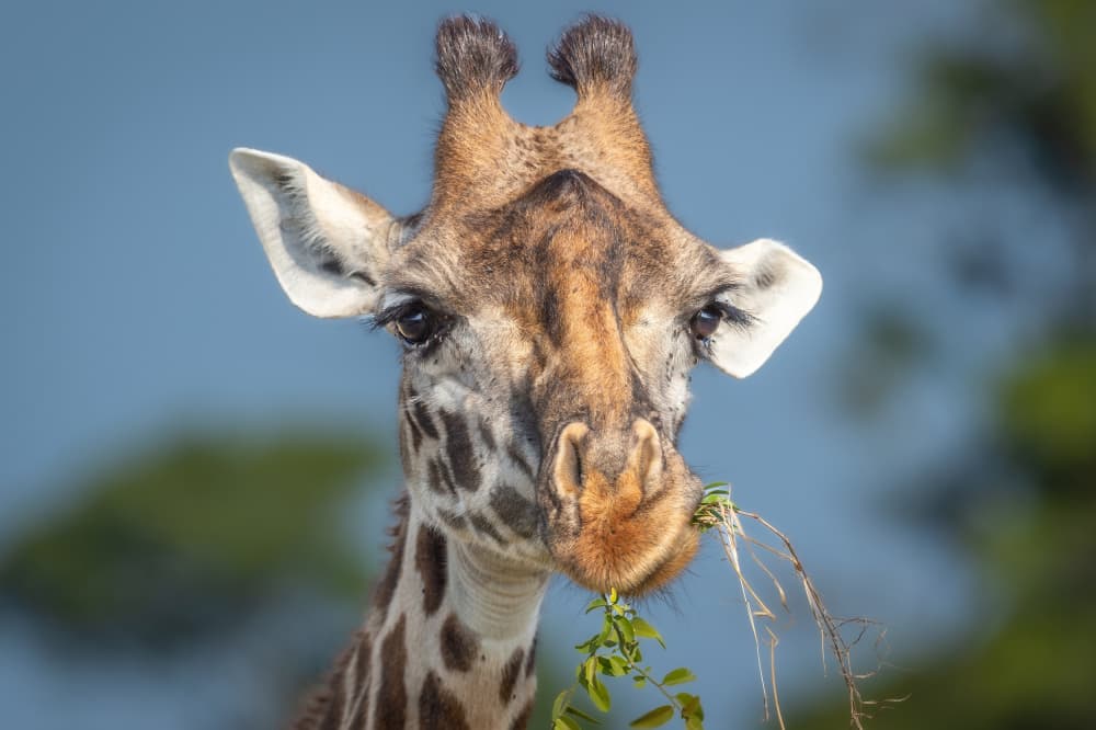 Wild Giraffe Browsing by Jeffrey C. Sink — canvas wall art