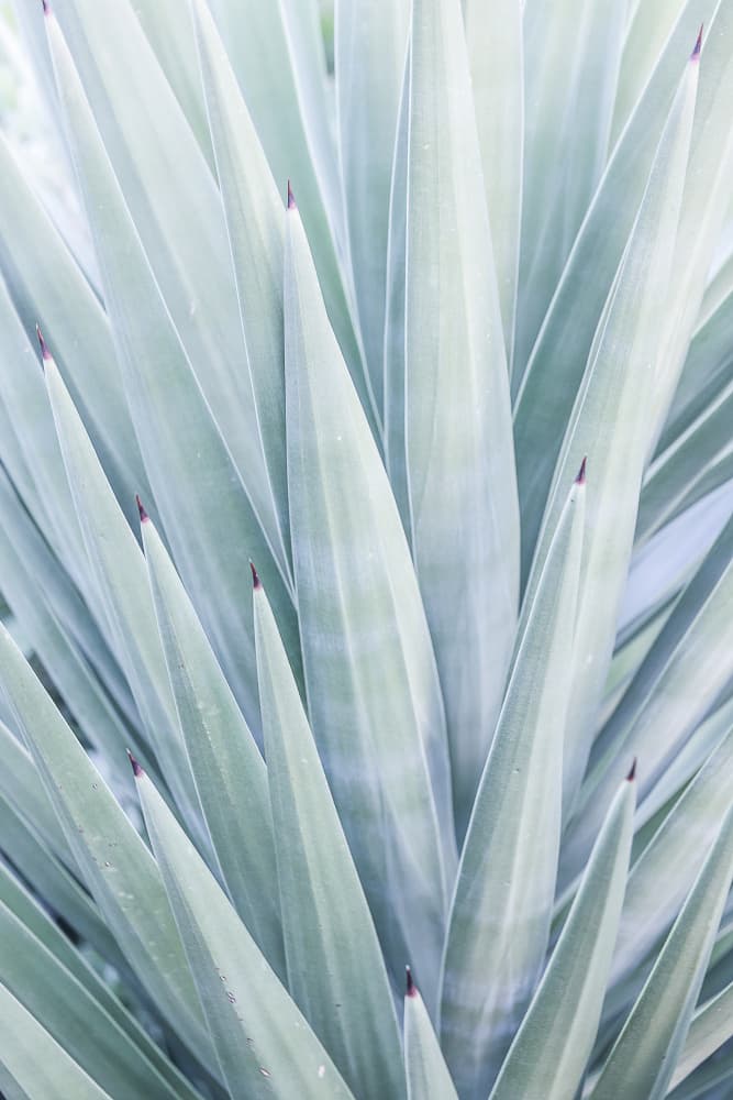Azure Agave Dance by Shot by Clint — canvas wall art