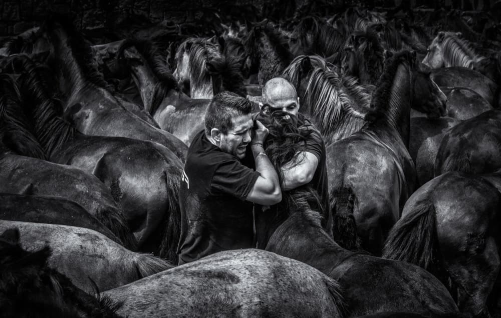 Intense Horse Wrangling by Alfonso maseda varela — canvas wall art