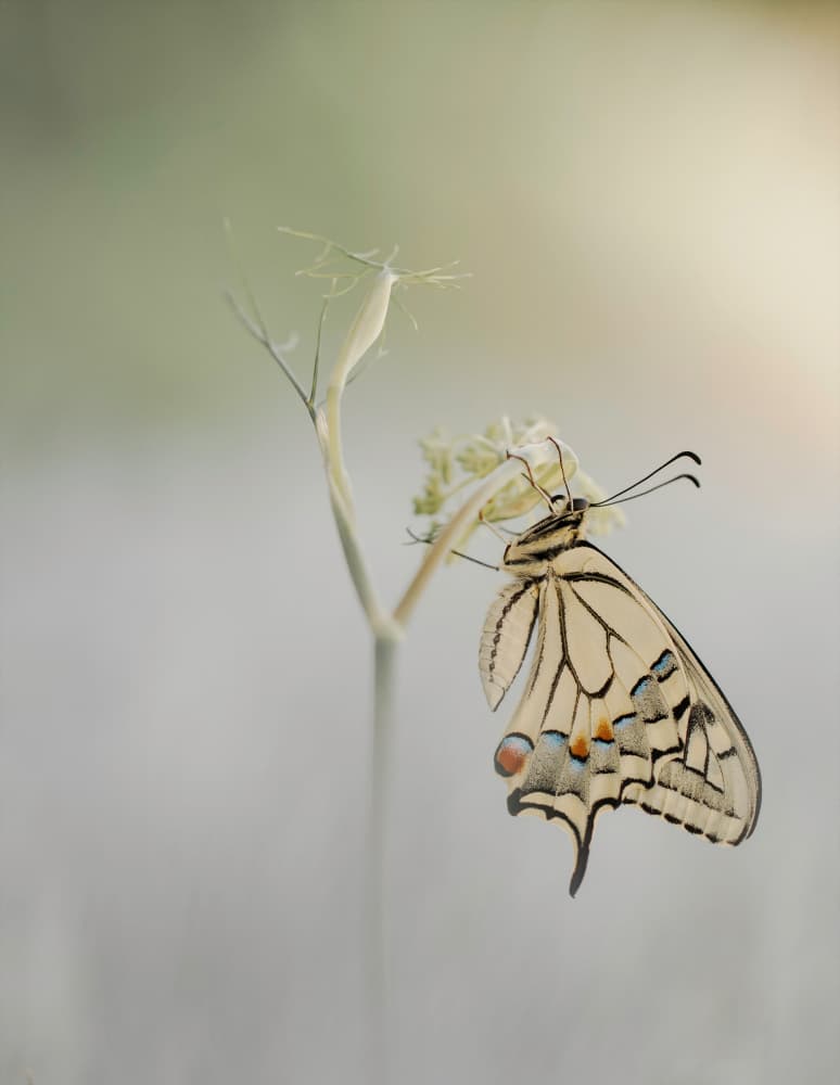Delicate Butterfly Light by Daan de Vos — canvas wall art