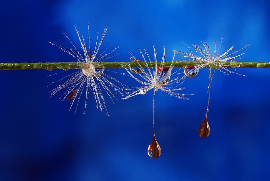 Delicate Dewy Seeds by Heidi Westum — canvas wall art