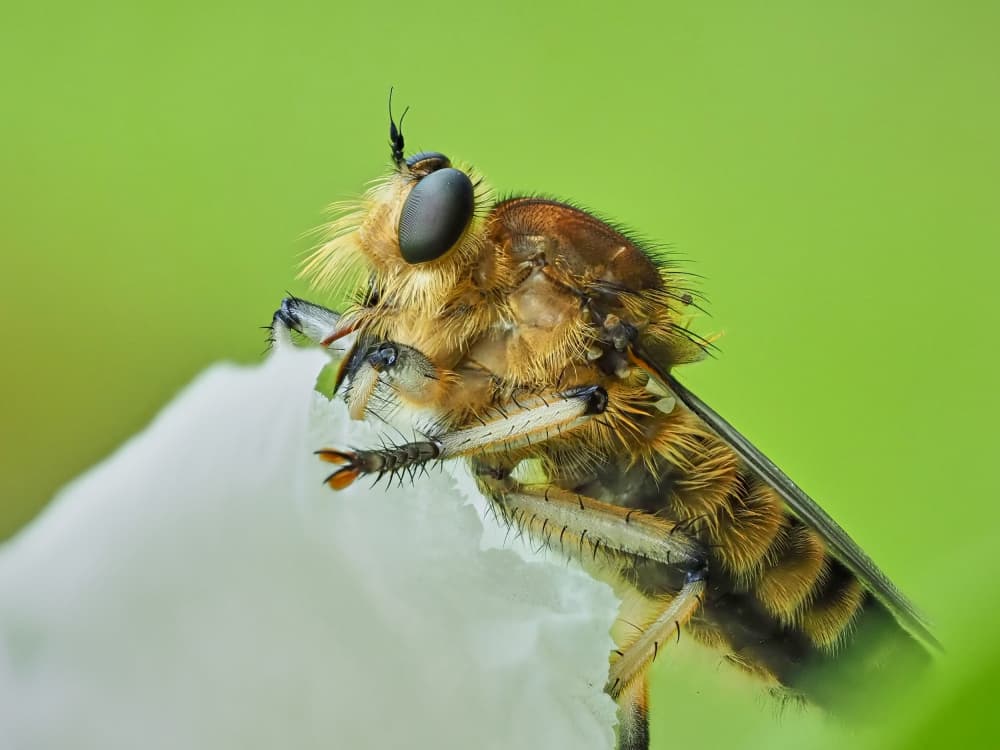 Furry Fly Macro by Takiko Hirai — canvas wall art