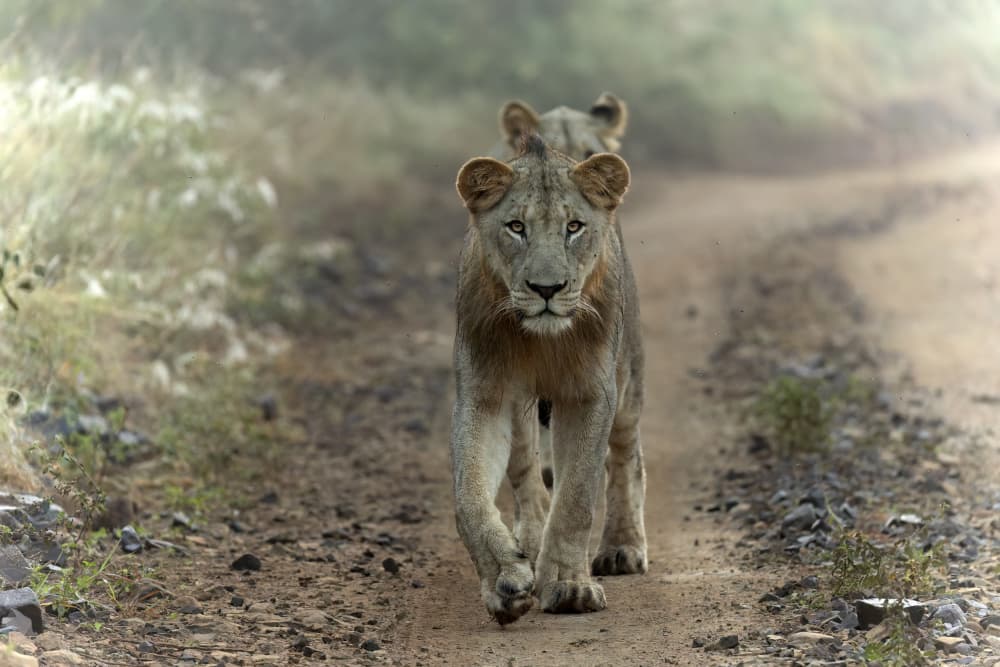 Young Lions Walking by Alessandro Catta — canvas wall art