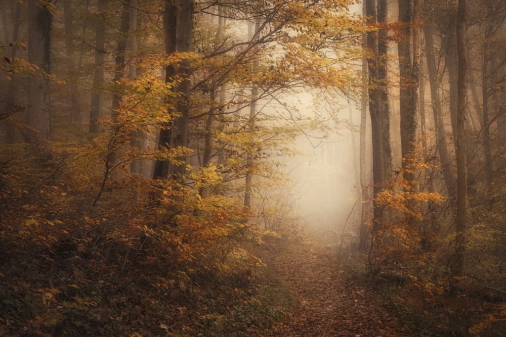 Misty Autumn Forest Path by Norbert Maier — canvas wall art