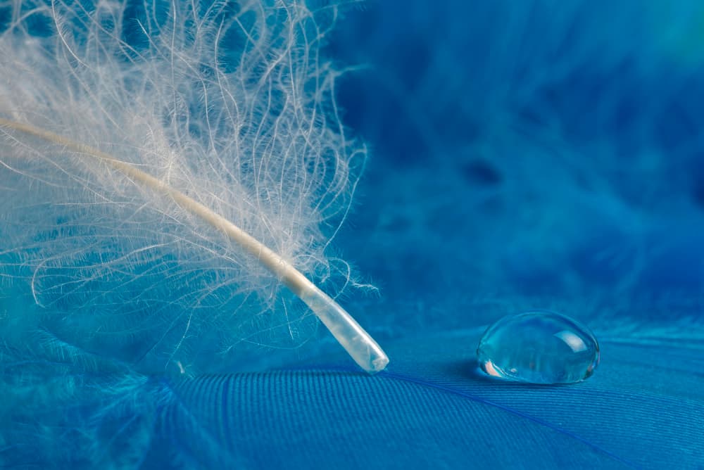 Delicate Feather and Water Drop by Tom Pavlasek — canvas wall art