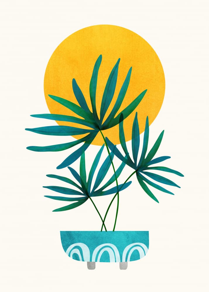 Little Palm and Sunshine by Kristian Gallagher — canvas wall art