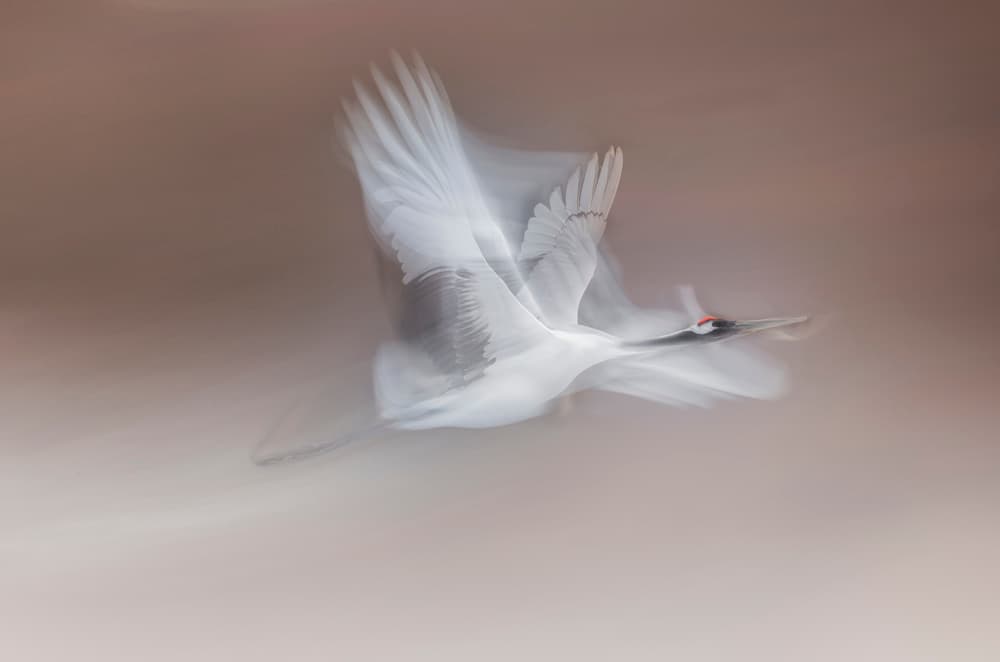 Graceful Crane Flight by Larry Deng APA — canvas wall art