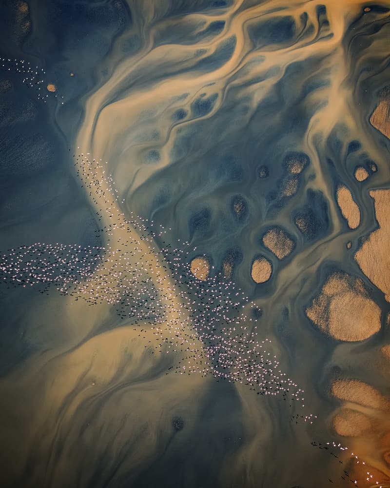 Flamingo River Patterns by Annie Poreider — canvas wall art