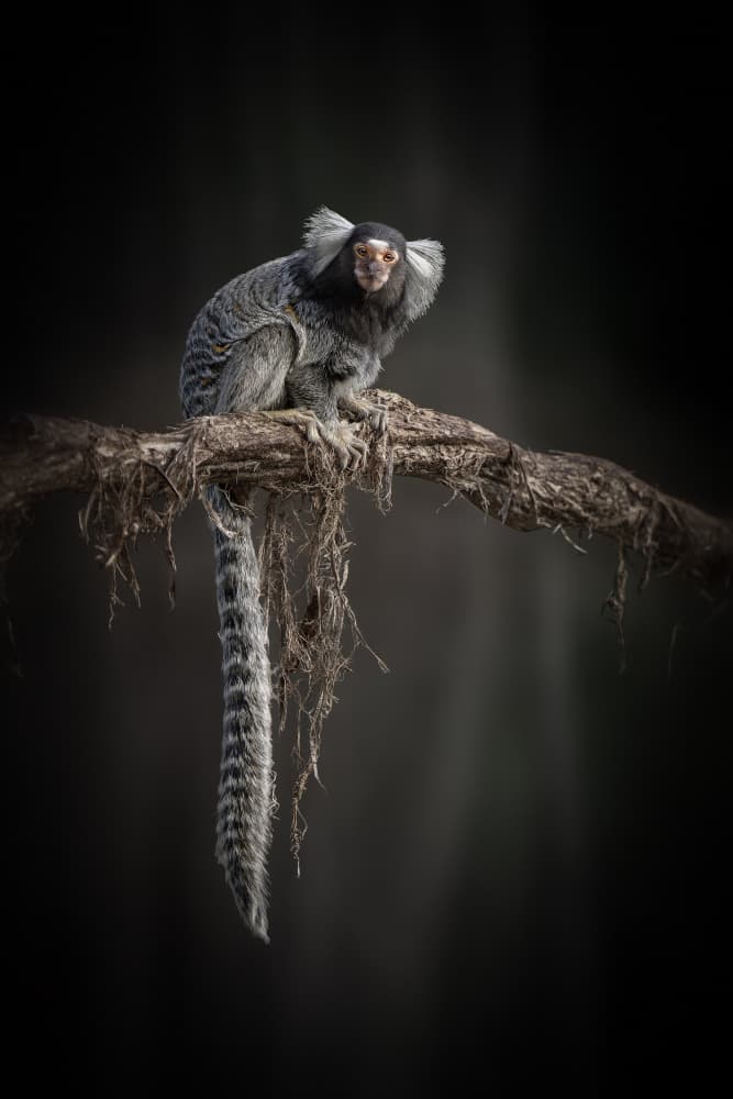 Curious Marmoset Monkey by Jealousy — canvas wall art