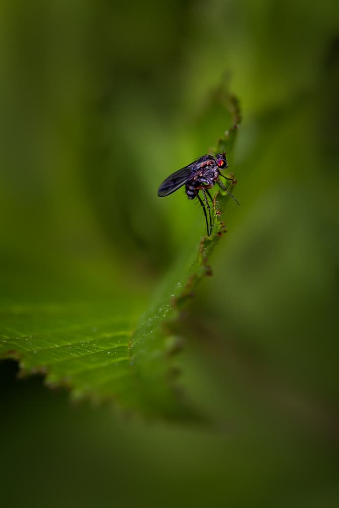 Red-Eyed Fly on Leaf by Xiaohong Zhang — canvas wall art
