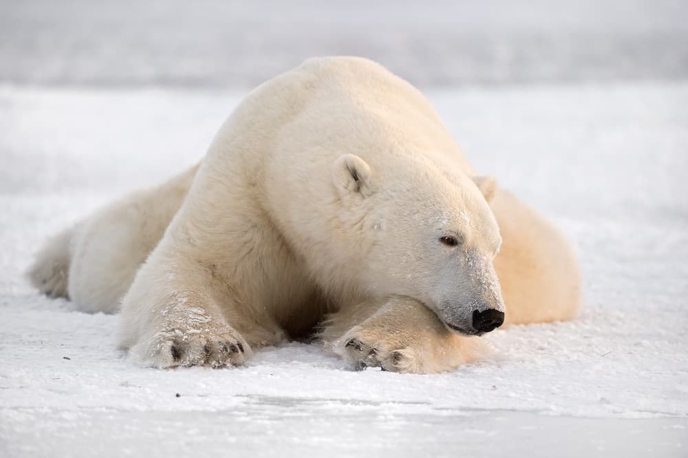 Majestic Polar Bear Resting by Marco Pozzi — canvas wall art