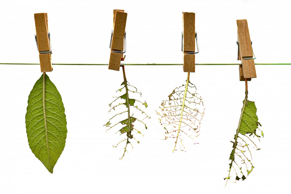 Leaf Life Cycle by Ute Jackisch — canvas wall art