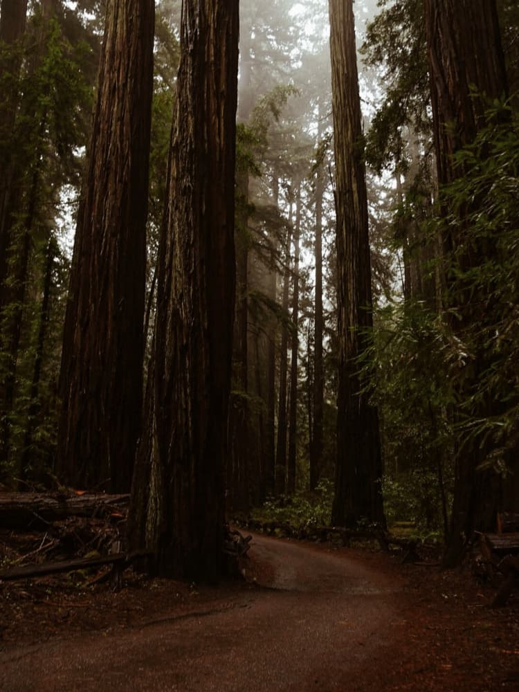 Misty Redwood Path by Del Mundo Imagery — canvas wall art