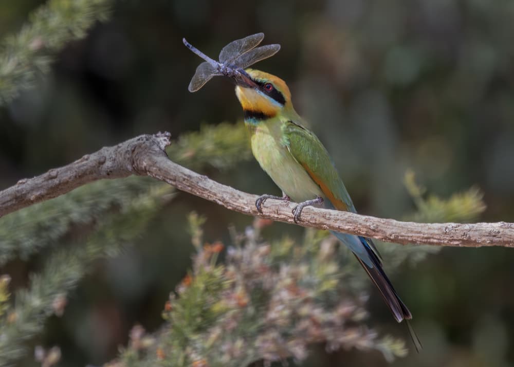 Rainbow Bee-eater Dragonfly by Susan Moss — canvas wall art
