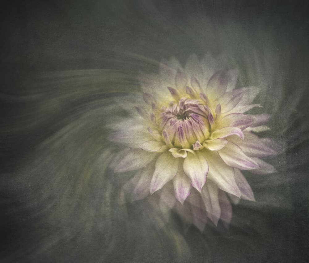 Dreamy Pastel Dahlia by Judy Tseng — canvas wall art