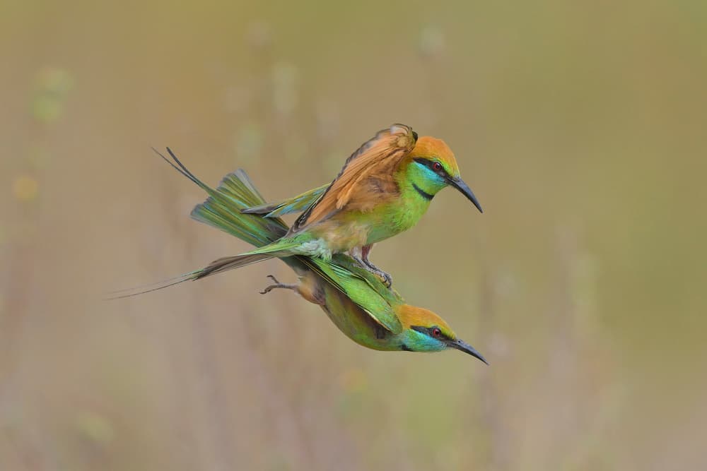 Green Bee-eaters Mid-Air by Phat Dao Tan — canvas wall art