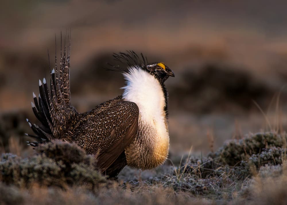 Strutting Sage Grouse by verdon — canvas wall art