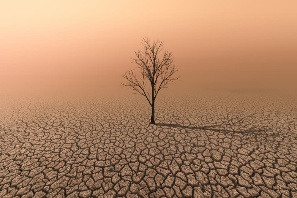 Lonely Desert Tree by cvv — canvas wall art